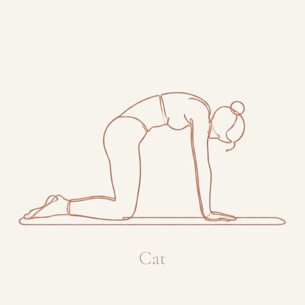 Line drawing of a figure on hands and knees with the spine rounded up towards the ceiling, labelled Cat